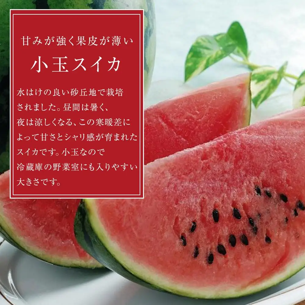 【2026年6月中旬～発送】【先行予約】小玉 スイカ 2kg（2玉）