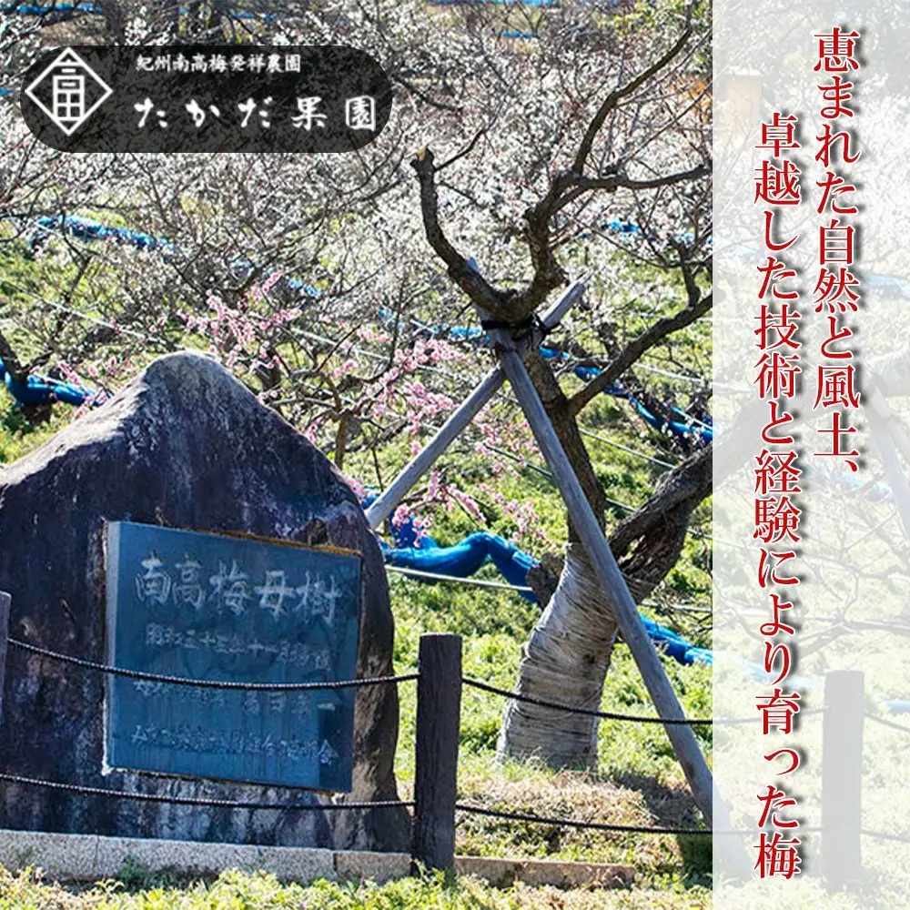 紀州南高梅 種ぬきはちみつ梅 600g 塩分7％（200g×3）tkdkaen005A【tkdkaen005A】