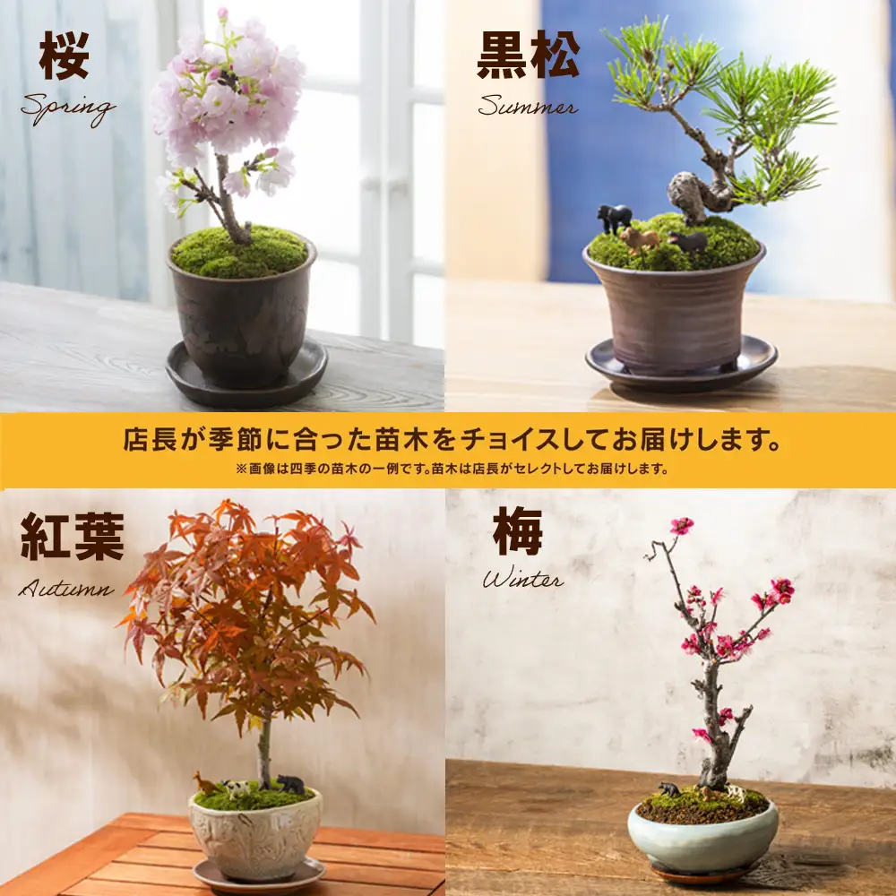 「デスクトップ盆栽」という新提案を四日市から（ミニチュアなし）