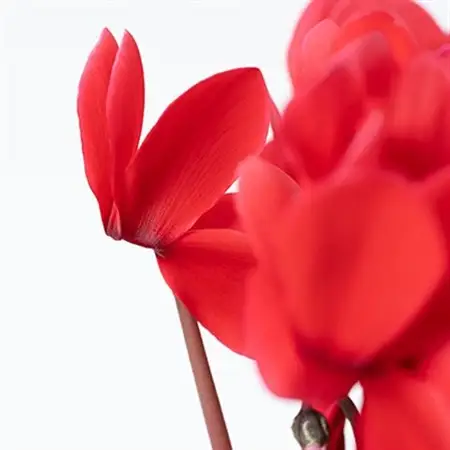 過去に農林水産大臣賞等複数受賞…シクラメン　赤色　5号鉢(直径15cm)底面給水鉢【配送不可地域：離島・北海道・沖縄県】【1220331】