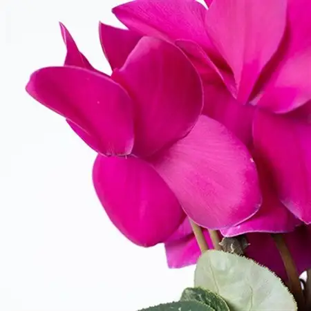 過去に農林水産大臣賞等複数受賞…シクラメン　紫系色　5号鉢(直径15cm)底面給水鉢【配送不可地域：離島・北海道・沖縄県】【1220332】