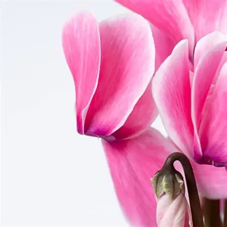 過去に農林水産大臣賞等複数受賞…シクラメン　ピンク系色　5号鉢(直径15cm)底面給水鉢【配送不可地域：離島・北海道・沖縄県】【1220333】