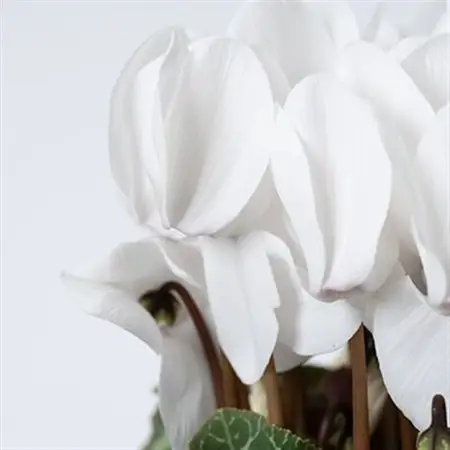 過去に農林水産大臣賞等複数受賞…シクラメン　白色　5号鉢(直径15cm)底面給水鉢【配送不可地域：離島・北海道・沖縄県】【1220334】