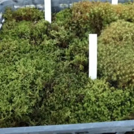 ＜応援してください＞　「いこいの里」の自生苔　34cm×51cmトレー1個分【1511960】