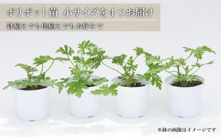 虫よけ効果 ローズゼラニウム 小サイズ苗 4個セット (ポリポット)