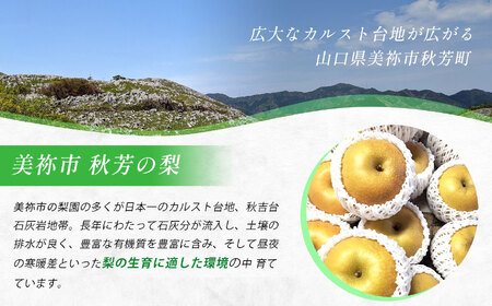 美祢市産 梨 あきづき（ 約3kg ） 先行予約 〈 2026年9月下旬 ～ 発送予定 〉