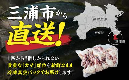 新鮮真鯛カマ（約1kg） M079-011-01 魚 冷凍