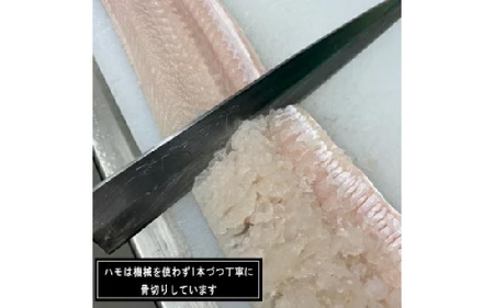 淡路島産活はも 丸ごと1本　3人前サイズ　酢味噌・梅肉付き / はも
