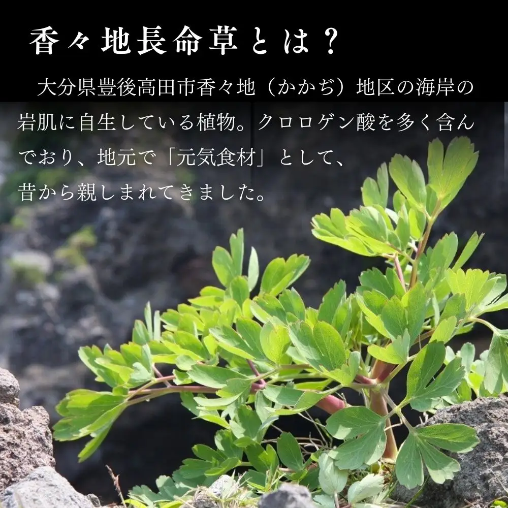 長命草のチカラ 24本×1箱 機能性表示食品 | 青汁