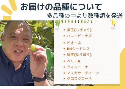 先行予約 ぶどう 2kg 2～4房 詰め合わせ ぶどう ぶどう