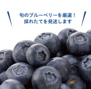 ブルーベリー 600g (100g×6パック) ﾌﾞﾙｰﾍﾞﾘｰﾌﾞﾙｰﾍﾞﾘｰ