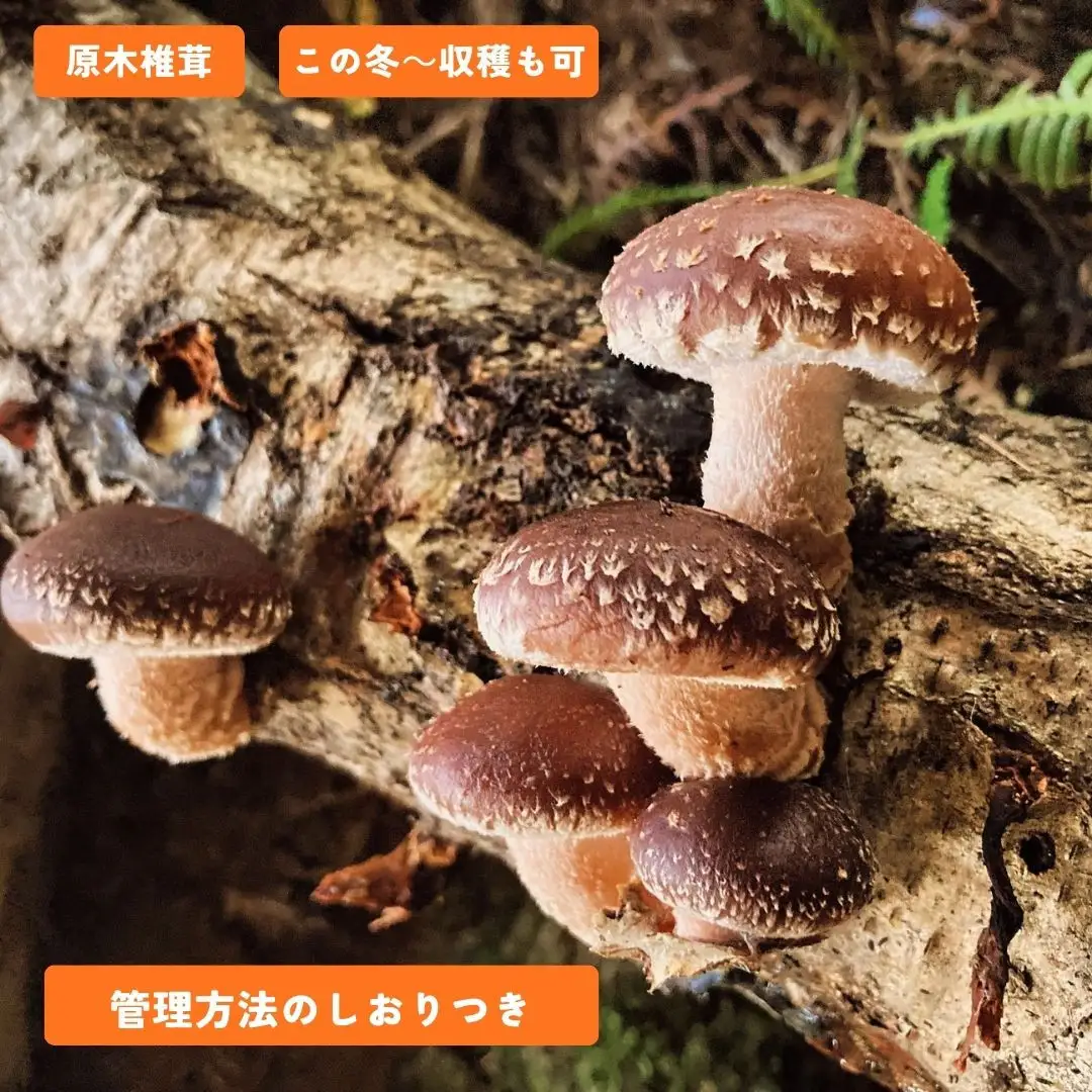 石川県産原木椎茸ホダ木2本（家庭菜園にオススメのハーフサイズ約40cm！）
