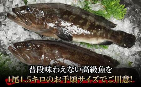 養殖クエ 1.5kg×2尾[RAE003] クエ くえ 刺身 鍋 五島 希少 アラ 鮮魚 クエ くえ 刺身 鍋 五島 希少 アラ 鮮魚九州 長崎 