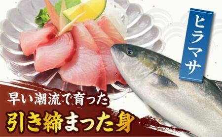 新上五島町産養殖ヒラマサ（ヒラス）片身フィーレ[RBP007] ヒラマサ ヒラス ヒラマサ ヒラス ヒラマサ ヒラス ヒラマサ ヒラス ヒラマサ ヒラス ヒラマサ ヒラス九州 長崎