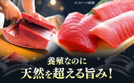 【全2回定期便】対馬産 本マグロ 4種 計1kg（赤身/中トロ/大トロ/ネギトロ） [WAH030] マグロ 赤身 中トロ 大トロ ネギトロ 