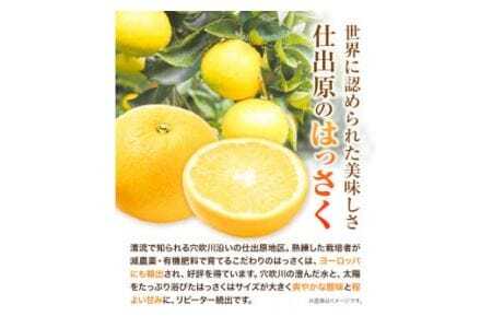 八朔 はっさく 10kg