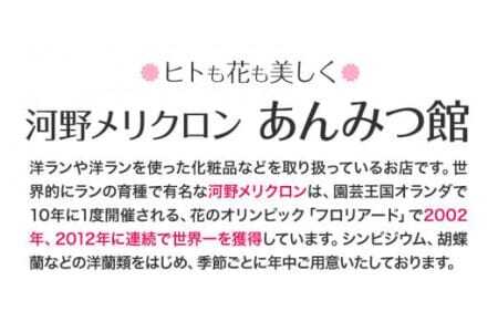 洋蘭 シンビジウム  3本