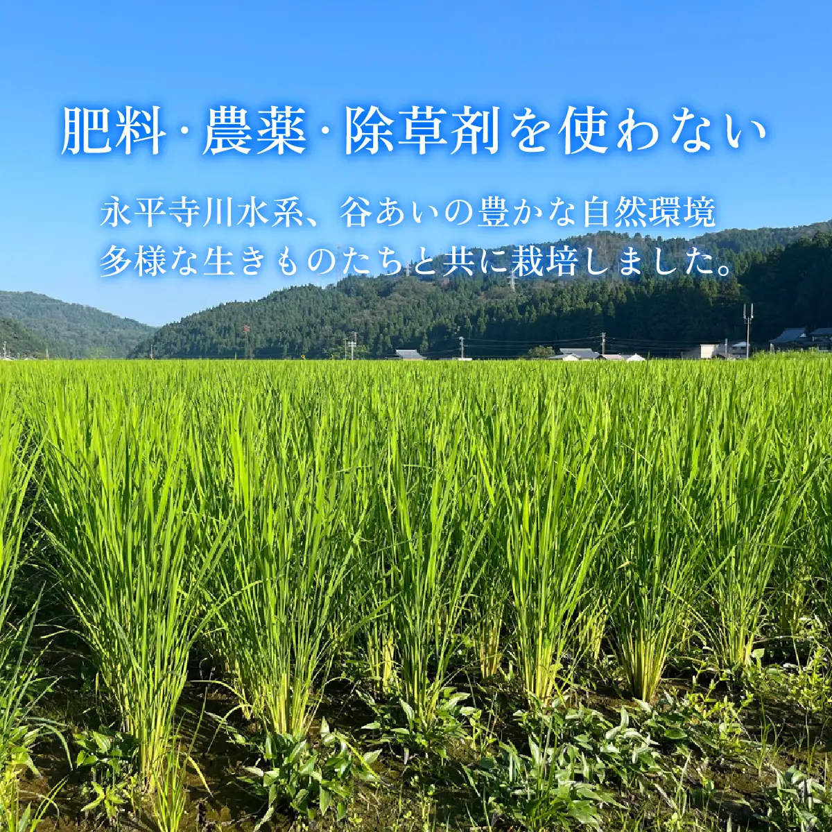 令和７年産  自然栽培米 永平寺町産 コシヒカリ 玄米 5kg  無農薬 化学肥料 除草剤 不使用 福井県 永平寺