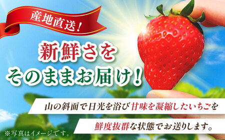 いちごさん 約1kg（約250g×4パック） / 佐賀県 / リフルット株式会社 [41ABAA001]