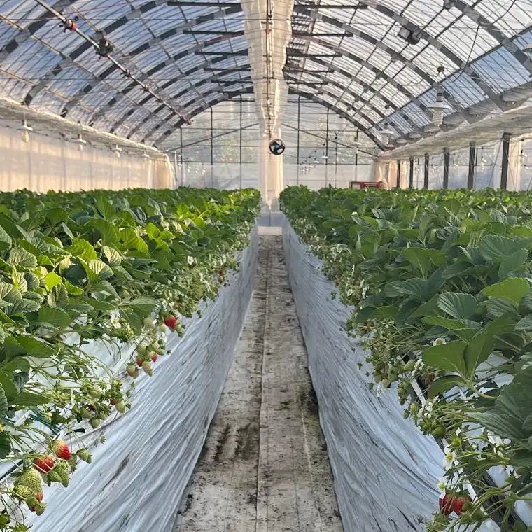 ［2026年5月発送］和歌山県産ブランドいちご「まりひめ」約300g×2パック入り［TM101］