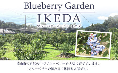 先行予約 ブルーベリー 約500g Blueberry garden IKEDA 《2026年6月上旬-8月下旬頃出荷予定》 【配送不可地域あり】(北海道・沖縄・離島)