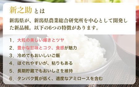 新潟県産 「新之助」 5kg 出雲崎 令和7年産 | 新之助 出雲崎町