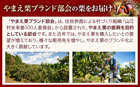 GI認証登録 山江村の やまえ栗 生栗 2kg 品種指定なし 筑波 美玖里 など旬の品種 やまえ栗ブランド部会 有限会社やまえ堂《9月下旬-10月中旬頃出荷》熊本県 球磨郡 山江村 栗 くり フルーツ 熊本県産 果物 早期 予約 