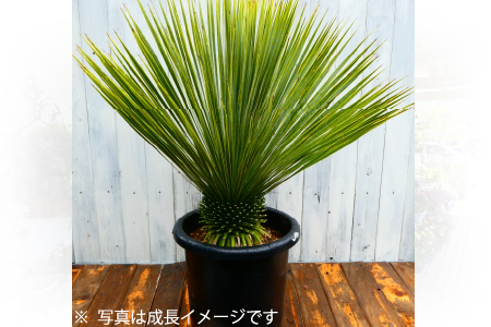 【人気】ユッカロストラータ ユッカ ロストラータ Yucca rostrata 1 | ガレージプラス Wood&Works