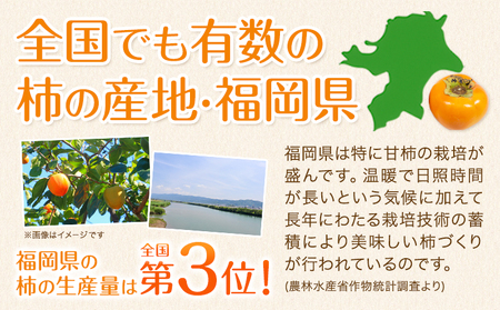 ☆2026年出荷☆ 秋王 約1.7kg《11月上旬-11月末頃出荷》柿 福岡県 【配送不可地域あり】