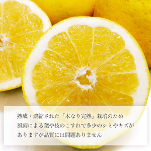 【2026年4月上旬頃から発送】 河内晩柑 優品 家庭用 約３kg｜和製グレープフルーツ 木成り熟成 爽やか みかん ミカン 蜜柑 甘い 酸味 数量限定 期間限定 愛媛県産 甘み 香り 柑橘 松山市 新鮮 【KK3141】