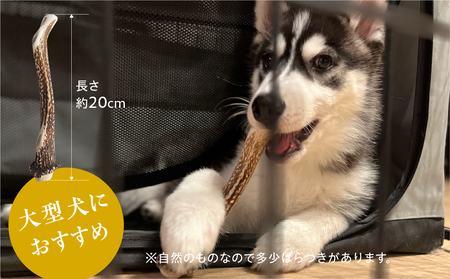 鹿角 犬用 歯磨きガム 20cm 大型犬用 デンタルケア おもちゃ ペット用品 犬 消毒済み 国産 天然