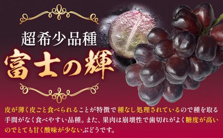 贈答用 富士の輝 1房《8月下旬-9月下旬頃出荷予定》富士の輝きぶどう果物フルーツ贈り物お取り寄せフルーツ【配送不可地域あり】(離島)