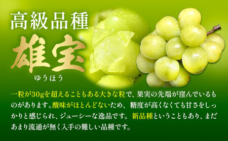 贈答用雄宝1房 《8月下旬-9月下旬頃出荷予定》雄宝ぶどう果物フルーツ贈り物お取り寄せフルーツ 【配送不可地域あり】(離島)