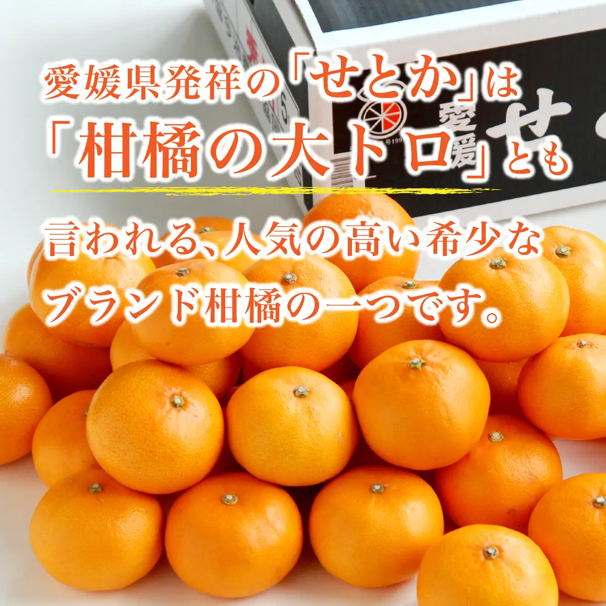 【先行受付】せとか 5kg レギュラー箱 みかん 柑橘