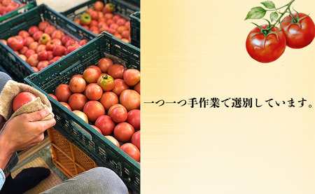 【 先行予約 】 とまと りんか 4kg ﾄﾏﾄ 野菜 リコピン トマトジュース ジュース ケチャップ トマトスープ サラダ パスタ甘い  贈答 ギフト ジューシー 人気 定番 美味しい 厳選 新鮮 調味料 美容 健康 緑黄色野菜 11000 11000円 千葉県 銚子市