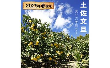 【先行予約】【果樹園直送】土佐文旦 特選品贈答用 約3kg 3L〜4Lサイズ 5個入り〈2027年2月中旬〜3月下旬頃発送〉  /  大玉 ぶんたん ブンタン フルーツ 柑橘 みかん 果物 くだもの 柑橘類 デザート おやつ【白木果樹園】 [BQAI002]