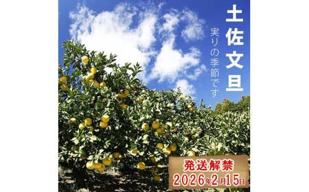 【先行予約】【果樹園直送】土佐文旦 訳ありご家庭用 約5kg L〜4Lサイズ 約7〜13個入り〈2027年2月中旬〜3月下旬頃発送〉  / B級品 ぶんたん ブンタン フルーツ 柑橘 みかん 果物 くだもの 柑橘類【白木果樹園】 [BQAI013]