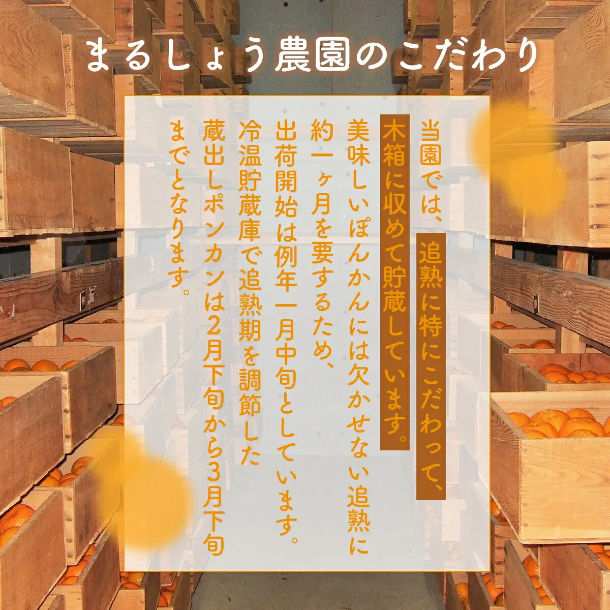 【先行予約】Lサイズ ぽんかん 5・　MS2 [MS-02] 【まるしょう農園】