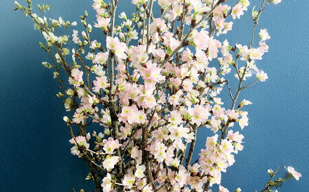 啓翁桜 約90cm×10本 桜 さくら サクラ 花 【2027年1月上旬～2月下旬発送予定】