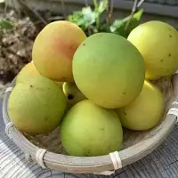 昔ながらのすっぱい梅干 1kg （500g×2） 塩分15％ / 梅干し 田辺市 紀州南高梅 南高梅 梅干 梅 うめ 肉厚 お米 おにぎり 焼酎 梅酒 健康 昔ながら 栽培期間中農薬不使用 和歌山 龍神 【mpt006】