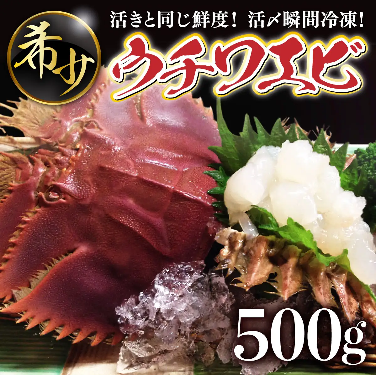活〆ウチワエビ3~5匹 500gセット＜数量限定＞S211 【株式会社森海家】