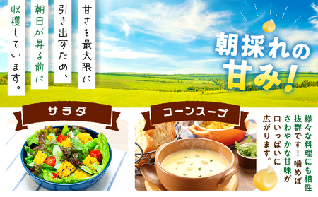 【先行予約 6月下旬から出荷】 スイートコーン 約5kg 10-14本 冷蔵 国産 先行予約 数量限定 コーン 野菜 新鮮 焼き 蒸し 産地 直送 甘い 甘口 子ども 子供 小分け 種子 肥料 さわやか すっきり 糖度 黄色 人気 おすすめ 愛知県 南知多町