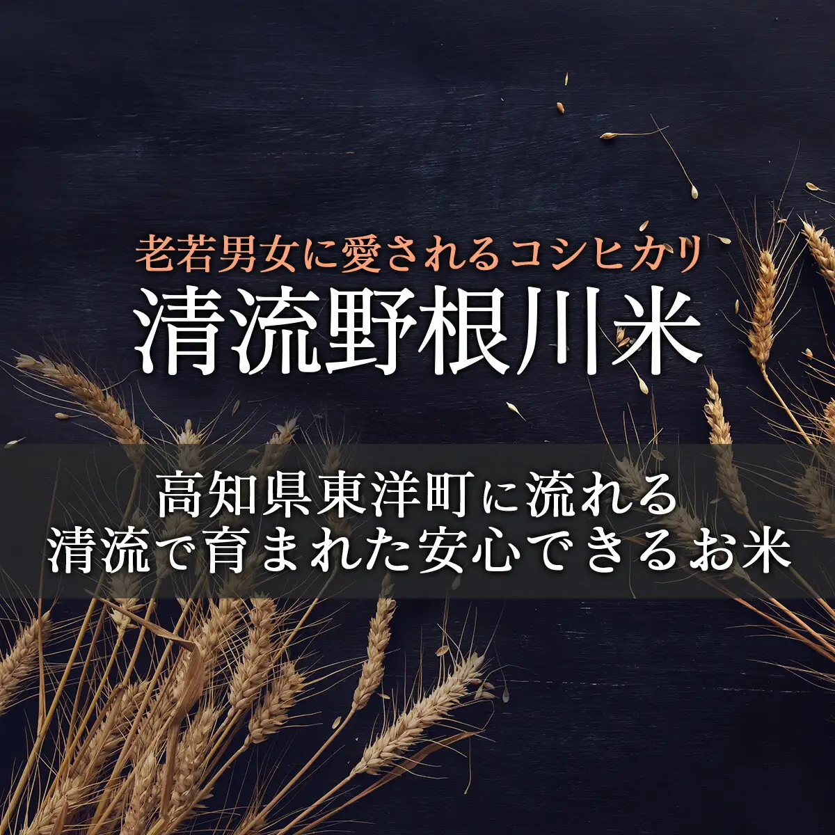 ＜先行予約＞ 清流野根川米（ コシヒカリ ）10kg！ 令和8年度産  東洋町産 国産 白米 精米 米 コメ こめ もっちり 四国 お取り寄せ 家庭用 自宅用 贈答用 贈り物 ギフト 送料無料 U113 [MM-01] 【合同会社松本家】