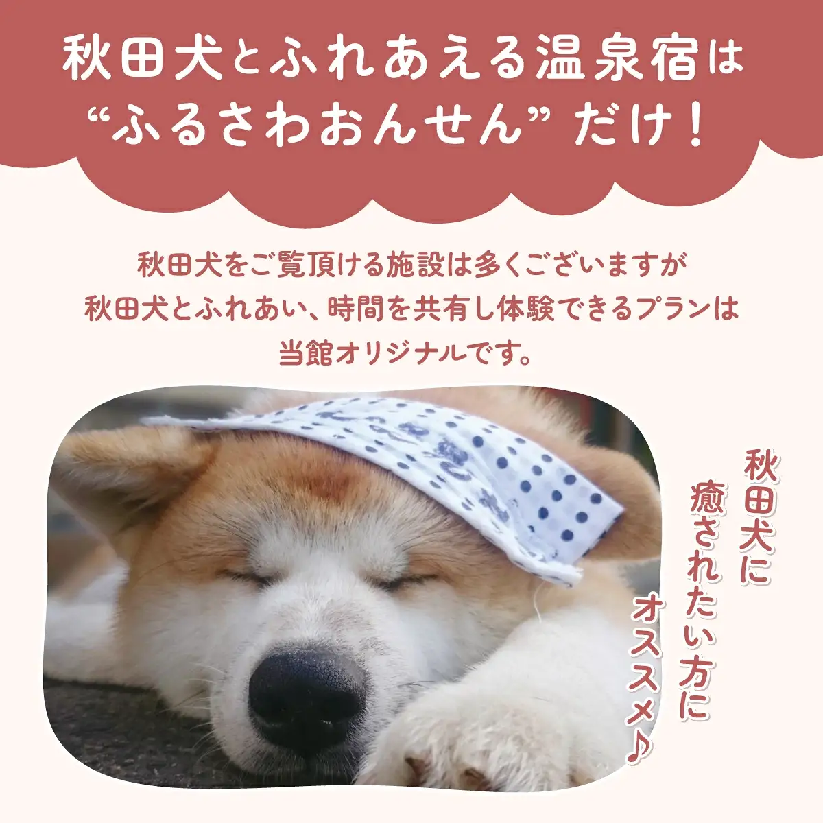 【日帰りプラン】秋田犬ふれあい体験ときりたんぽ定食　70P8402