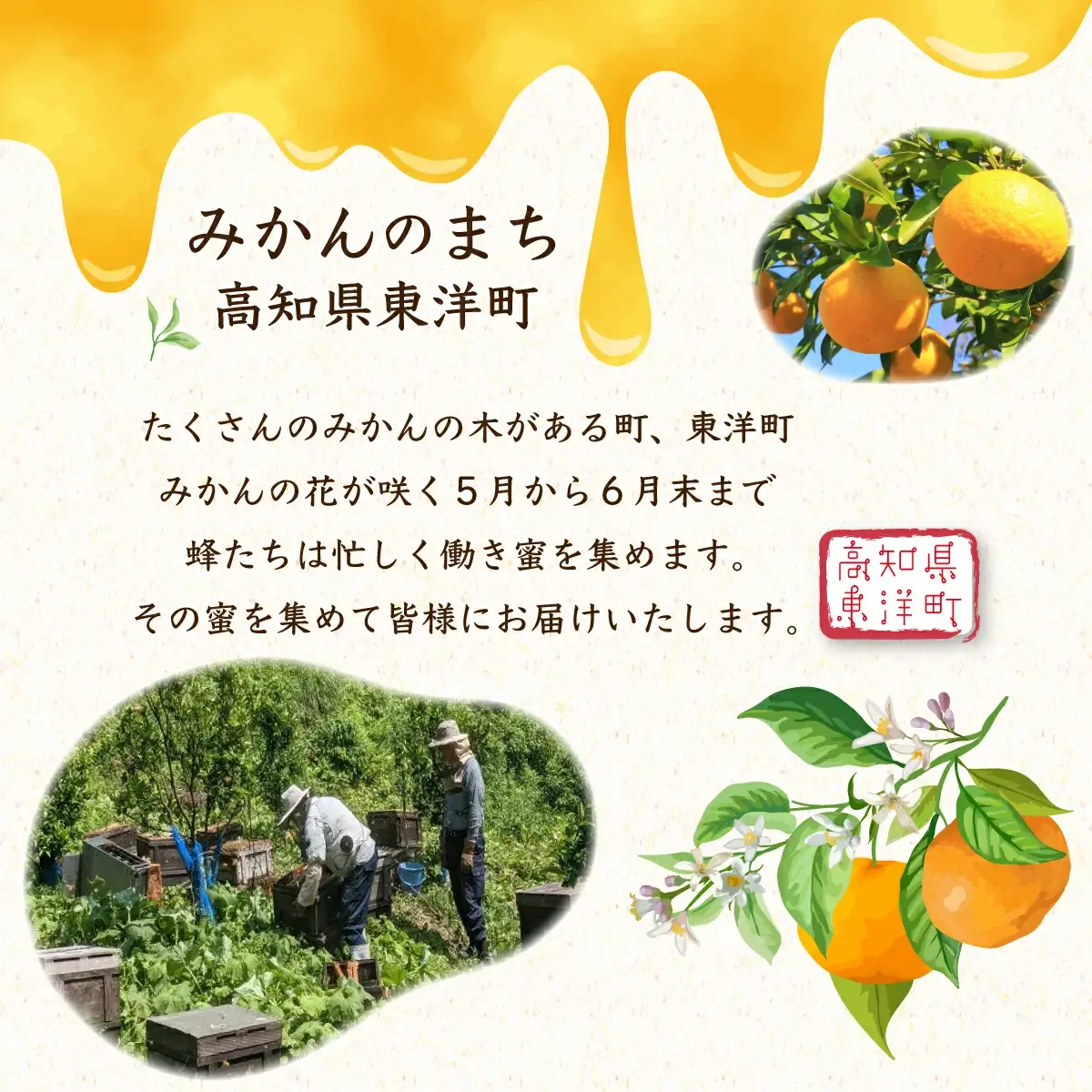 『純国産』土佐のみかん山のはちみつ＜600g＞ TA21 【田中農園】