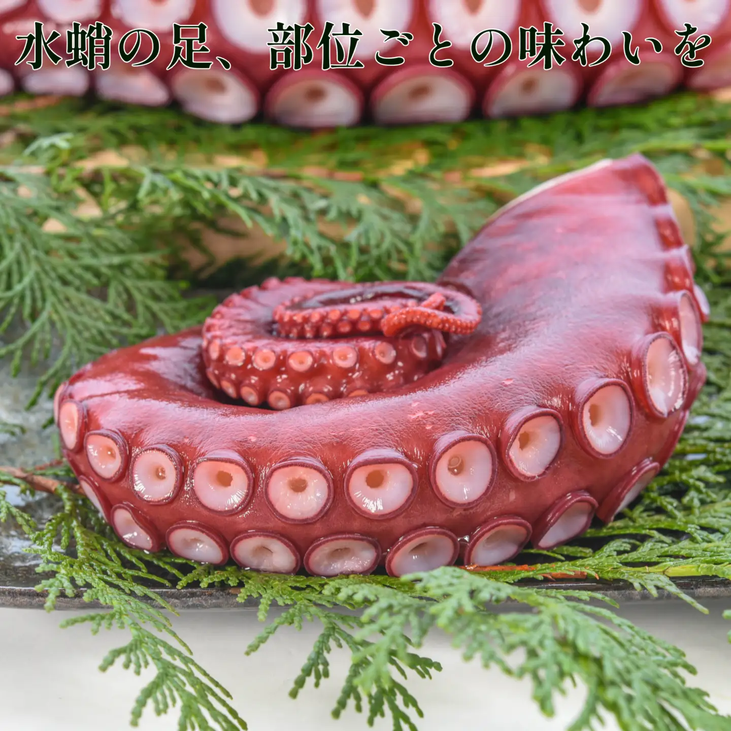 【北海道根室産】ボイル水たこ足先2P(計600g) G-20003