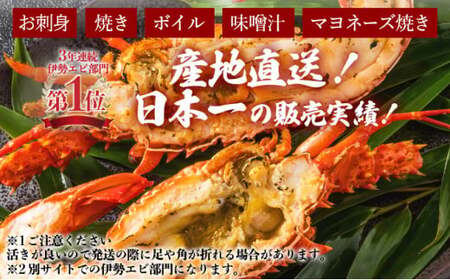 伊勢海老おせちサイズ　5尾セット【冷凍】　S214 【株式会社森海家】