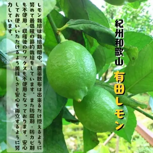 紀州和歌山 ご家庭用 有田 レモン 3kg［先行予約］［MS70］