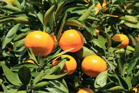 大長みかんジュース ストレート100% 1000ml×6本 蜜柑 温州みかんジュース ストレート果汁 混じりっけなし 広島県 呉市 ku012-001-r