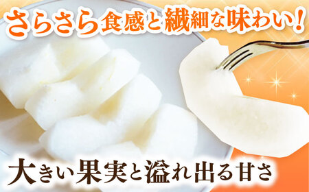 【2026年発送分 先行予約】【化粧箱入り】新吉（新高）4個入（約3kg） / 佐賀県 / 大川三世代 [41AEAB009]